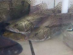 桂花鱼-正宗高流河饭店原创风姜鸡