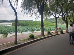 -丁香湖公园