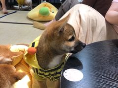 -逗柴咖啡屋·狗咖猫咖宠物桌游