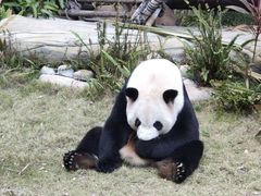 -灵玲国际马戏城