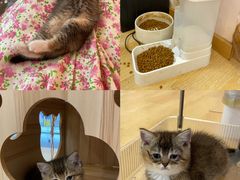-猫咪派对(江南西店)