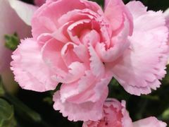 -花瓣雨花艺·Petals raln(和平路店)