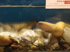 -福娣·金沙银贝海鲜火锅