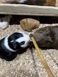 -Zoolung Zoolung动物主题公园(海信广场店)