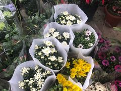 -金科花卉市场