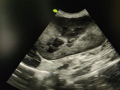 -安安宠医·安宠宠物医院