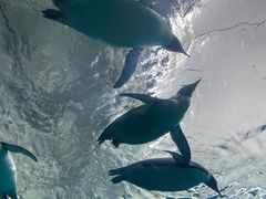 -珠海长隆海洋王国