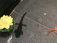 -呷哺呷哺 小火锅 (浦东新欧尚超市店)