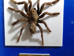 -上海昆虫博物馆