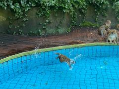 -南湾猴岛+椰田古寨一日游