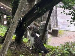 -成田山新胜寺