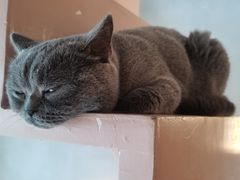 -猫儿山۰猫主题餐厅