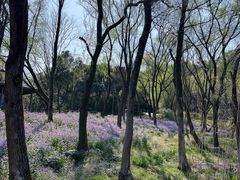 -西湖风景区-江洋畈生态公园