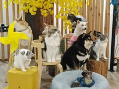 -柴迷FANS CLUB·柴犬狗咖·猫咖