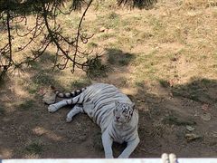 -西霞口神雕山野生动物世界