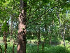 -桤木河湿地公园