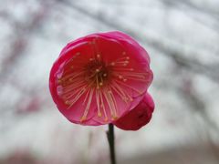 -香雪海
