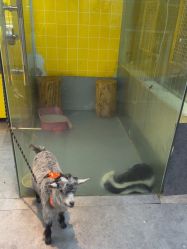 -神奇动物撸宠馆·羊驼·小浣熊·异宠(豫园店)