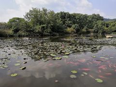-白马涧龙池景区