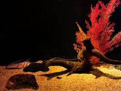 -暹罗海洋世界