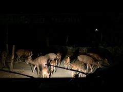 -清迈夜间动物园