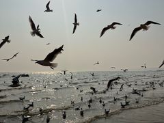 -老虎石海上公园