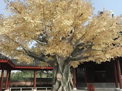 -广东圆玄道观
