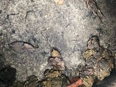 -大口潮边炉中餐火锅