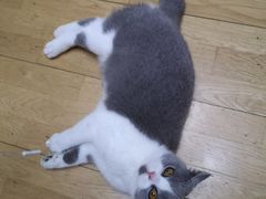 -萌兽医馆·绝育·24小时内科·宠物医院(德胜店)