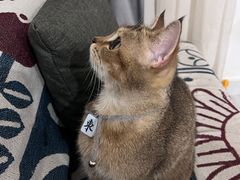 -楼上猫咖(罗湖店)