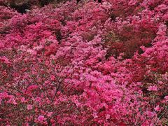 -木兰云雾山