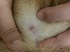 -A猫a狗全科·犬猫异宠·芥西宠物医院(南开总院)