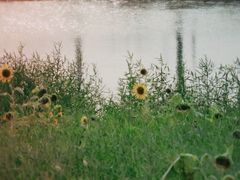 -贡湖湾湿地公园