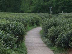 -中国茶叶博物馆(双峰馆区)