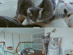 -Catmate·猫肥家润(金润铂宫店)