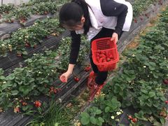 -南汇水蜜桃采摘(大团店)