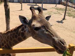-西霞口神雕山野生动物世界