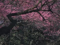 -杭州植物园