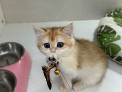 -青奢宠物·青奢猫舍