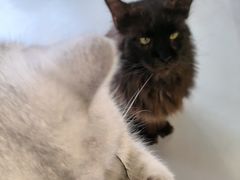 -豆逗聊愈猫阁Easy Life