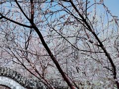-桃花堤公园