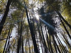 -大围山国家森林公园