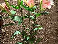 -南堂館川菜文化餐厅(天府店)