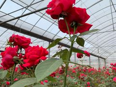 -海上花岛玫瑰园采摘