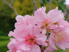 -王借岗森林公园