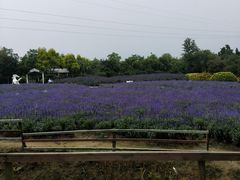 -广东花都香草世界旅游度假区