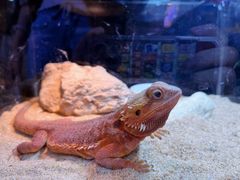 -青石桥花鸟鱼虫市场(叠翠城店)