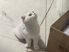 -创凡宠物医院·骨专科  猫科中心(西乡分院)