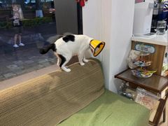 -御宝贝·A梦猫科宠物医院(国际猫友好医院)