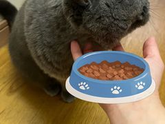 -艾贝尔宠物医院·24H转诊中心·肿瘤猫专科(江宁双龙店)